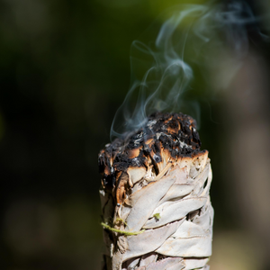 White Sage Bundle